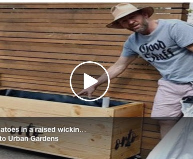 Tomato time...use 50% less water by planting your tomatoes in a Orto planter with wicking bed.