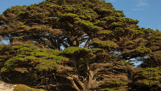 Why We Love Using Cypress Macrocarpa