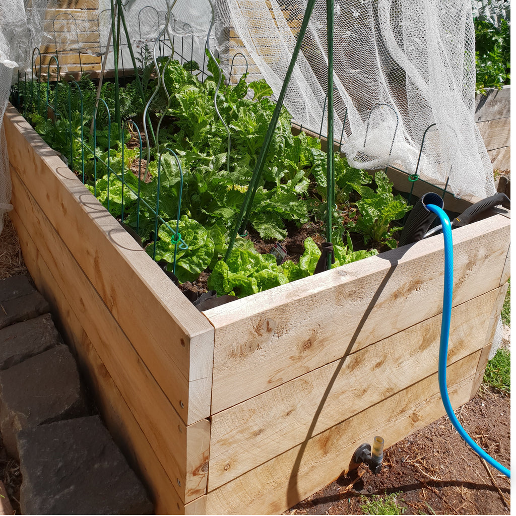 Raised wicking bed veggie garden made from cypress timber